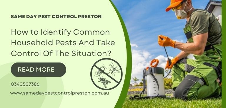 How to Identify Common Household Pests And Take Control Of The Situation