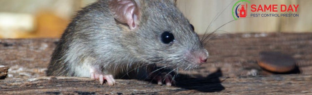 How to Prevent Rat Infestation in a House