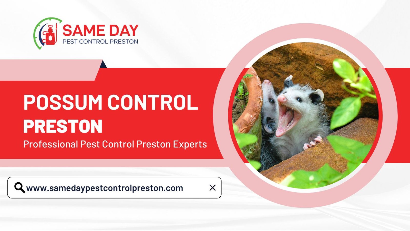 why-possums-are-harmful-and-what-you-can-do-about-them.php