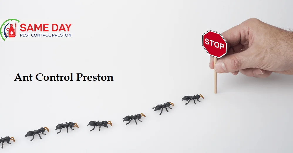 Ants Control Preston