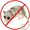 Possum Removal Preston